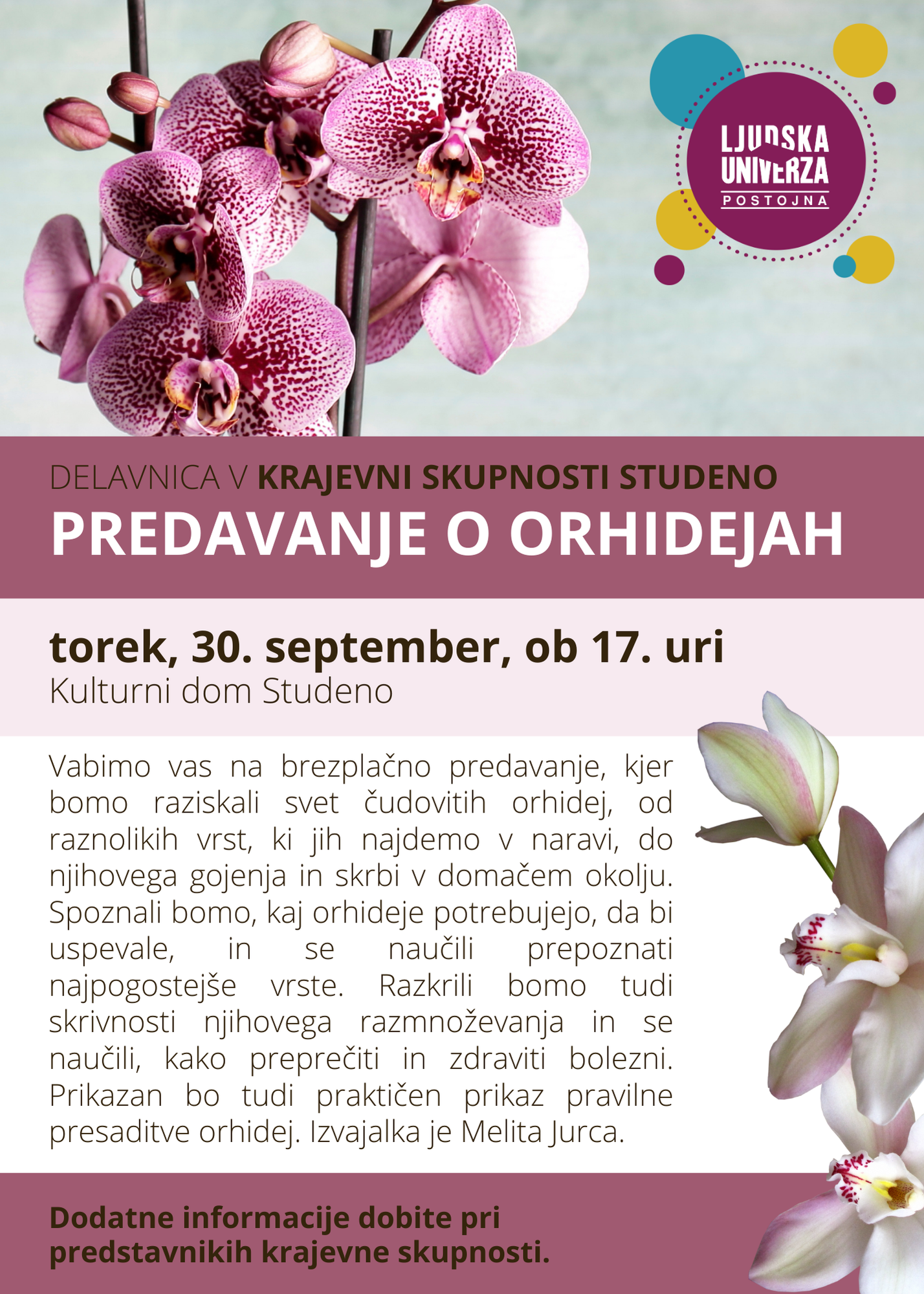 orhideje _ ks studeno